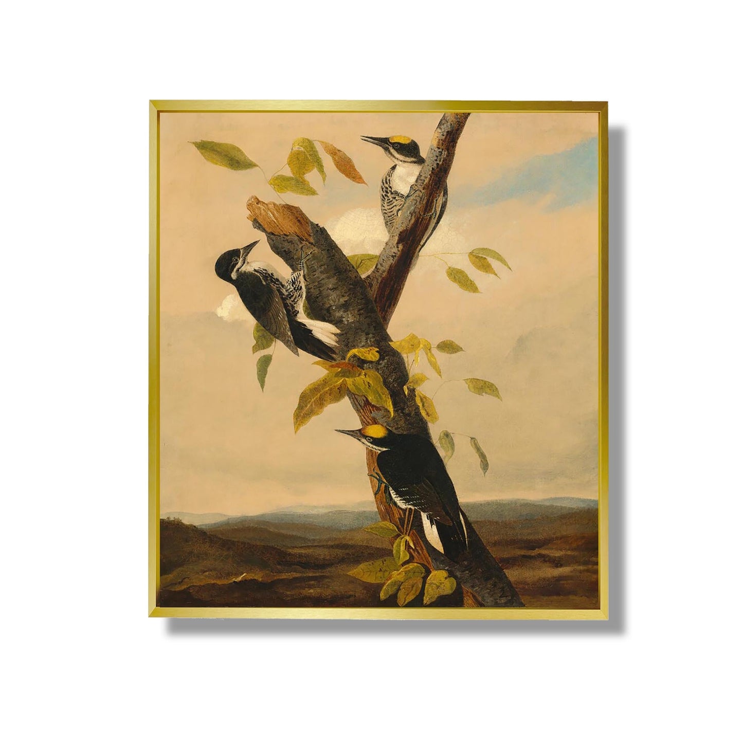Black-Backed Three-Toed Woodpecker - Joseph Bartholomew Kidd, after John James Audubon