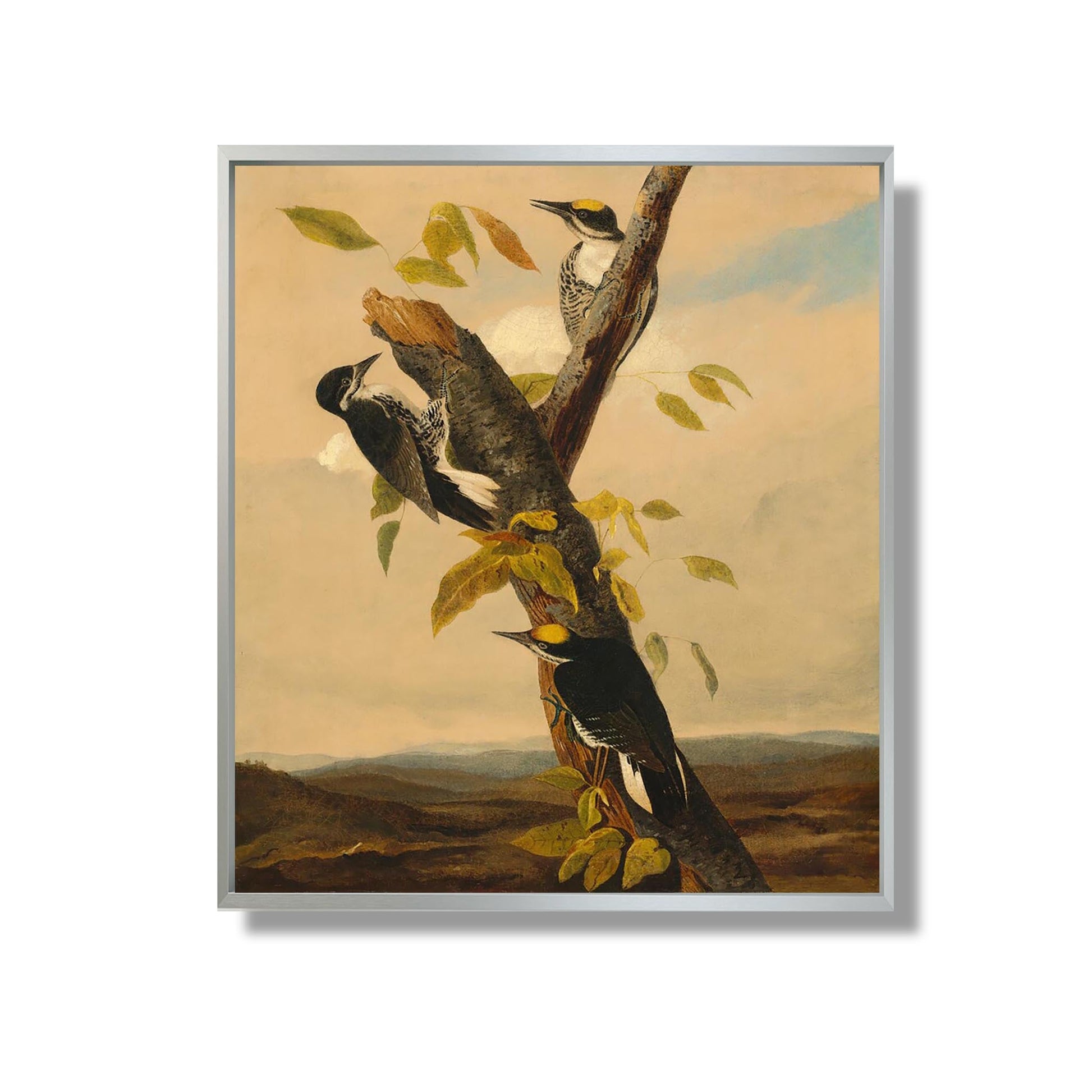 Black-Backed Three-Toed Woodpecker - Joseph Bartholomew Kidd, after John James Audubon - Reproduction Peinture