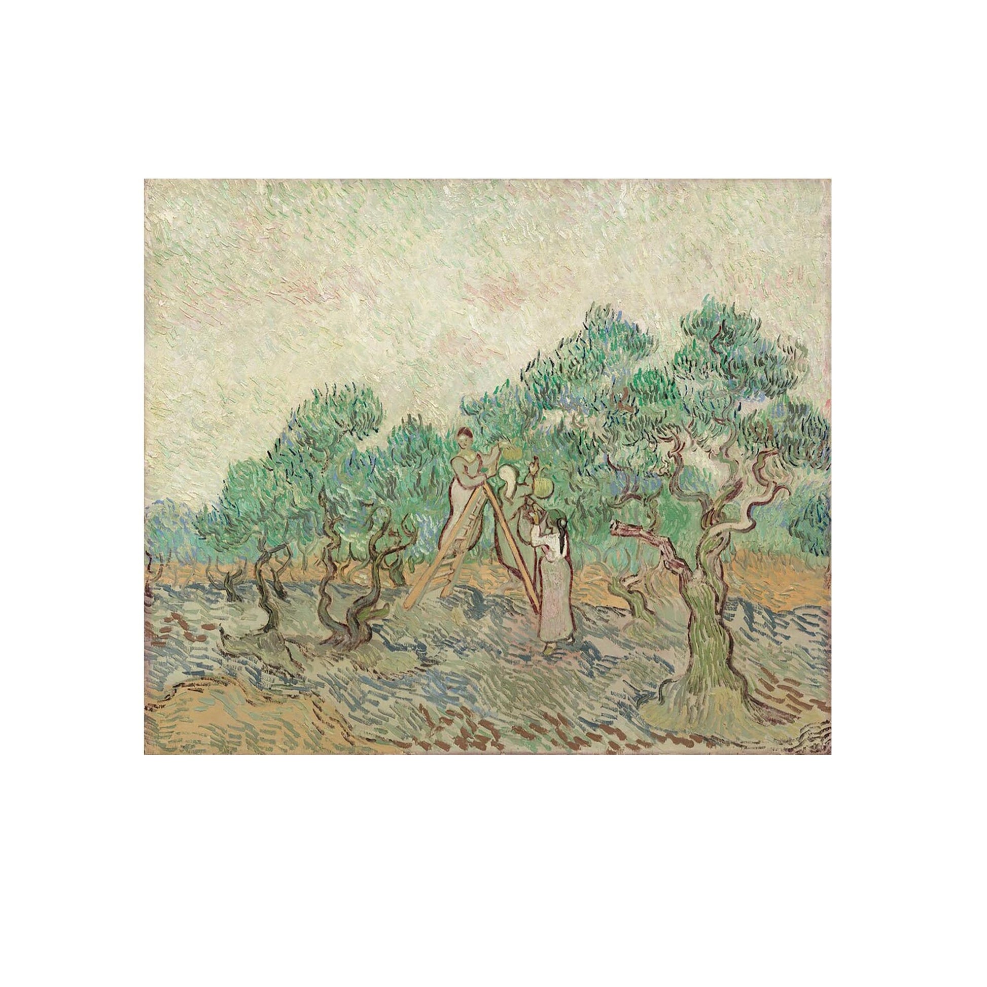 L'Oliveraie - Vincent Van Gogh - Reproduction Peinture