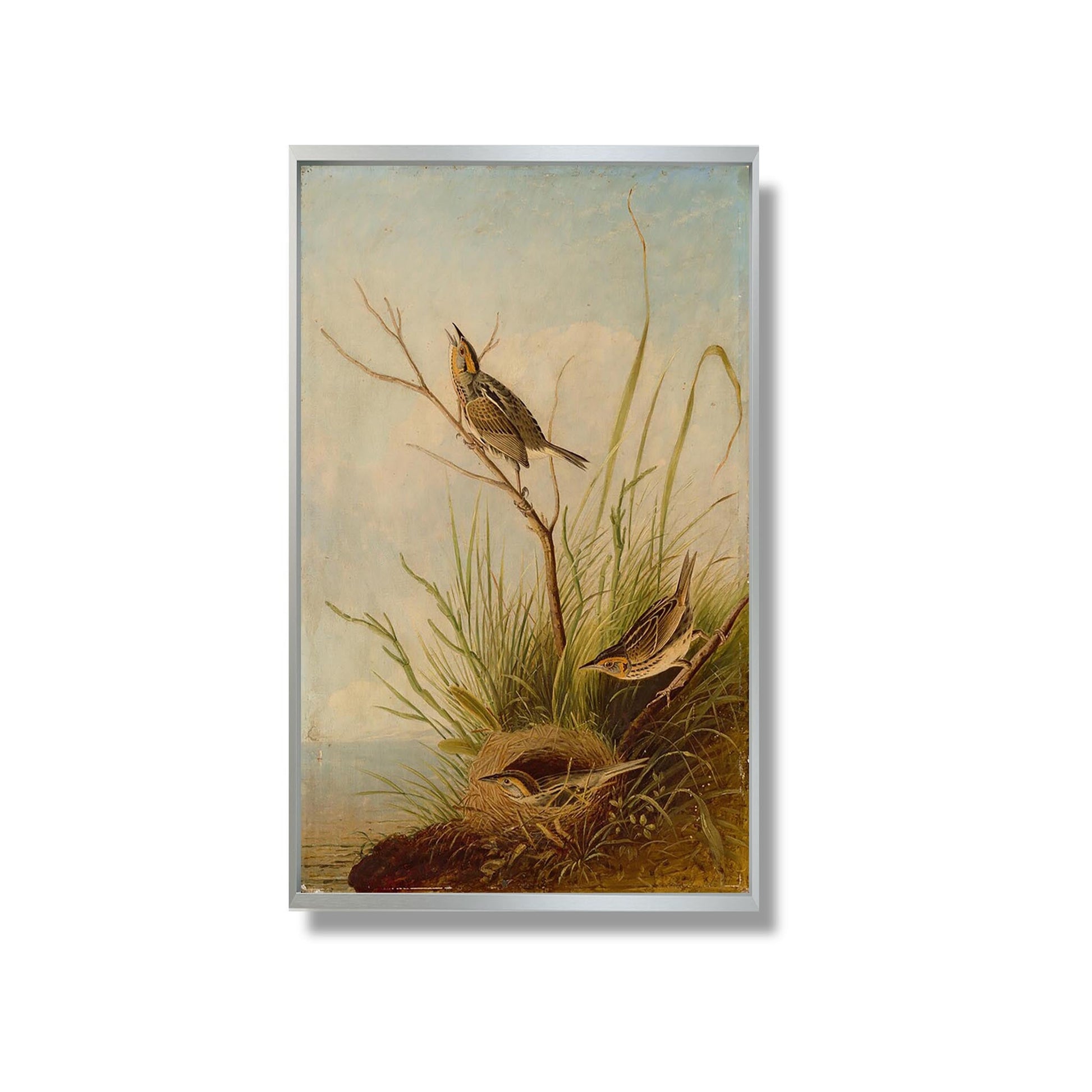 Sharp-Tailed Finch - Joseph Bartholomew Kidd - Reproduction Peinture