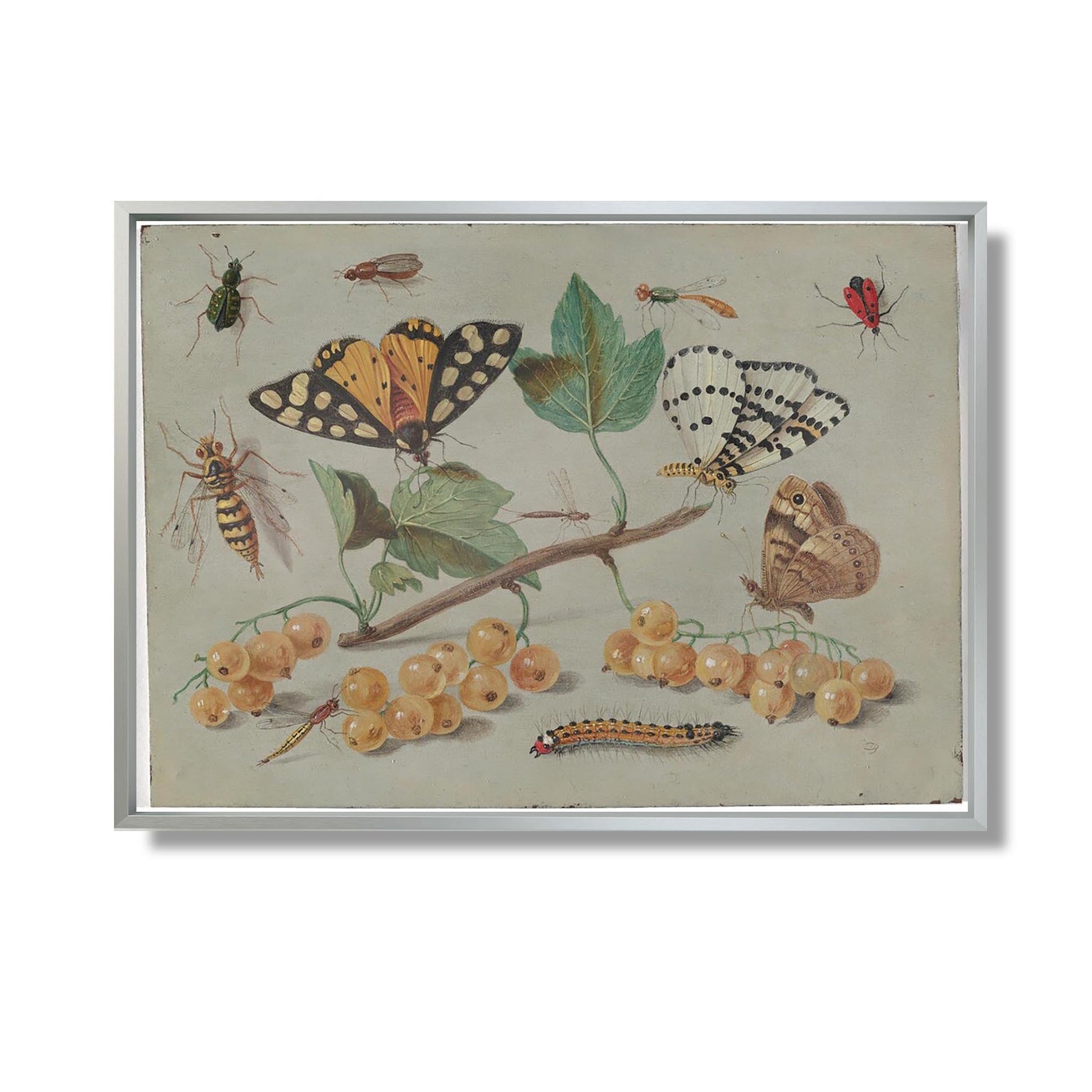 Study of Butterfly and Insects - Jan van Kessel the Elder - Reproduction Peinture